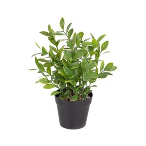 SZTUCZNA ROŚLINA DONICZKOWA B2 ZAMIONA ESSENTIALS B2 ZAMIONA 23 cm HOMLA 895956 SZTUCZNA ROŚLINA DONICZKOWA B2 ZAMIONA ESSENTIALS B2 ZAMIONA 23 cm HOMLA 895956