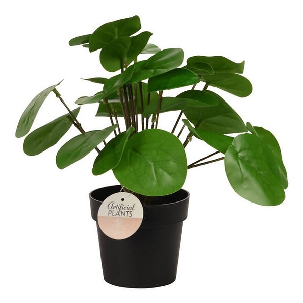 Sztuczna roślina w doniczce pieniążek 25 cm 53653