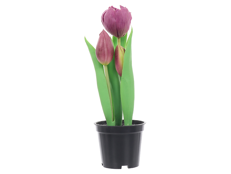 Tulipan w doniczce 24 cm fioletowy 55231